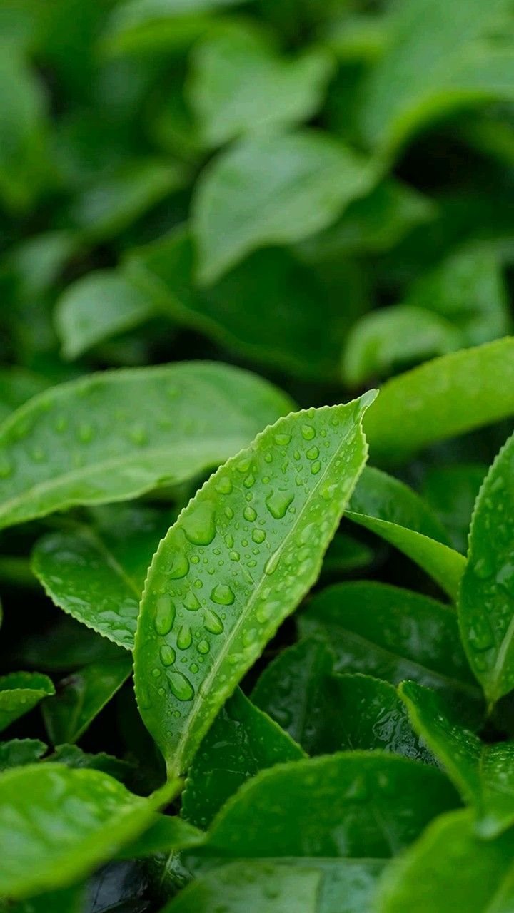 Green tea leaves with water droplets